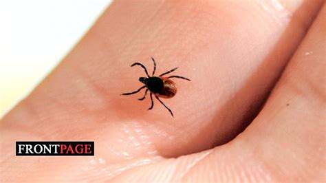 Over 14 Of Worlds Population Have Lyme Disease Study Frontpage