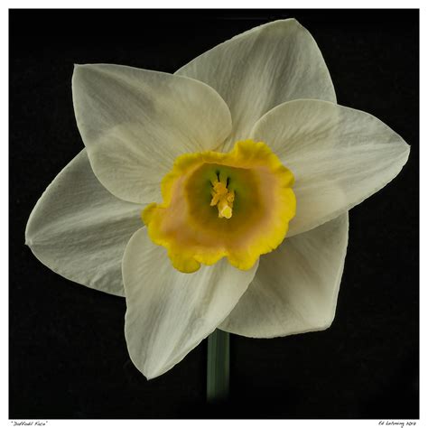 Daffodil Face Ed Lehming Photography