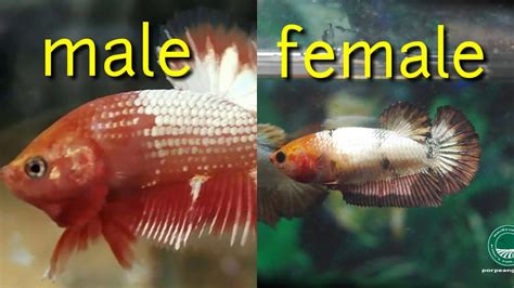 4 How To Distinguish Between Male And Female Betta Fish Very Easy