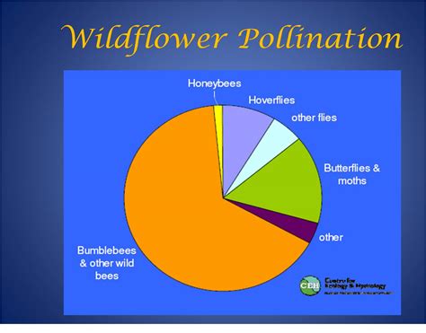 Save The British Bumble Bee Wildflower Pollination Study