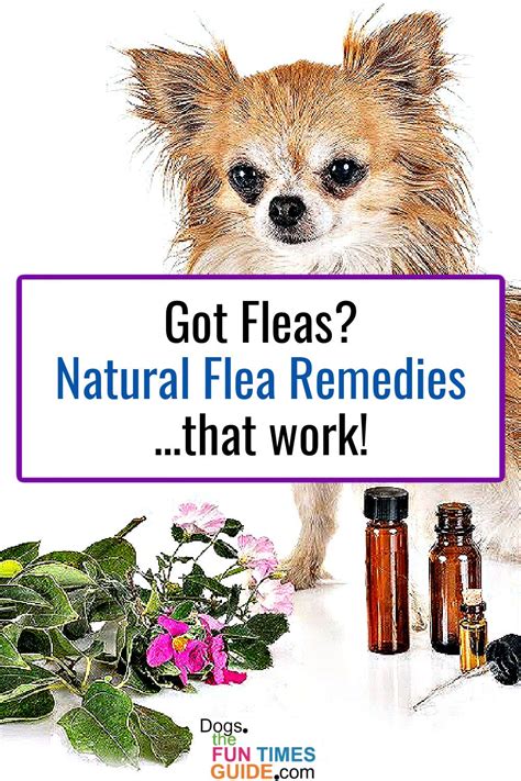 Best Home Remedies For Fleas On Dogs Which Natural Flea Treatment For