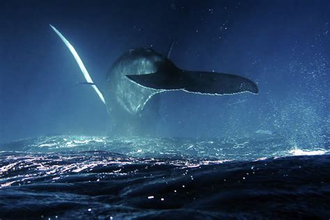 Un court métrage fascinant révèle la profondeur des océans et lacs de