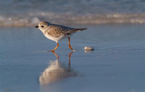 Protect Shore Nesting Birds Audubon Connecticut