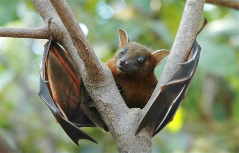 Filelesser Short Nosed Fruit Bat Cynopterus Brachyotis