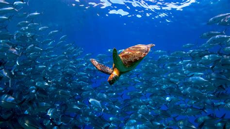 How You Can Protect The Ocean And Help Save Marine Life From Home Viavii
