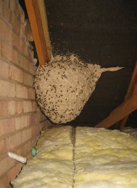Wasps Hornets And Bees Midland Environmental Midland Environmental