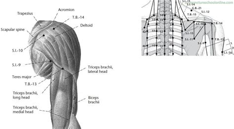 Si 9 True Shoulder Jianzhen Acupuncture Points 2 Acupuncture Points Acupuncture Biceps
