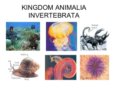Pengertian Dan Jenis Jenis Invertebrata Kangbro Com