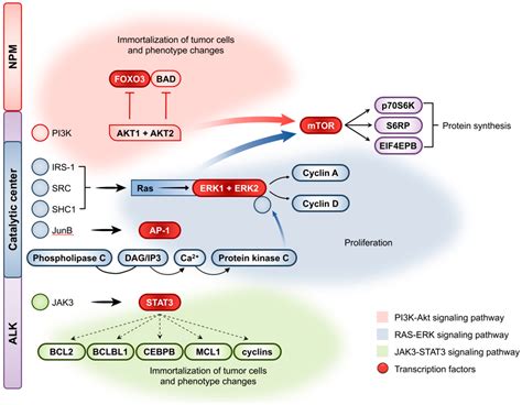 Cancers Free Full Text Anaplastic Large Cell Lymphoma Molecular