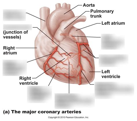 Heart The Major Coronary Arteries Diagram Quizlet