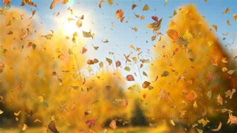 Autumn Fall Leaves Sideways Realistic Falling Leaves Motion