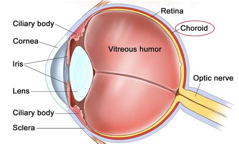 Choroid Eye And Choroid Plexus Function And Choroid Plexus Tumors
