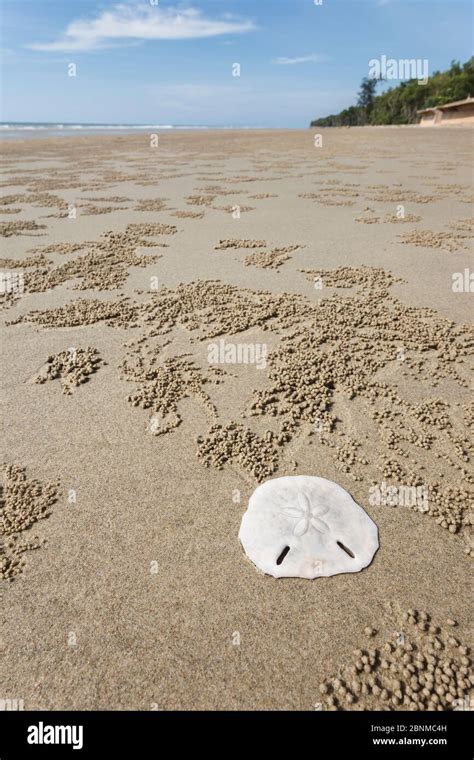 Sand Dollar Clypeasteroida And Ghost Crab Burrows Ocypodinae On The