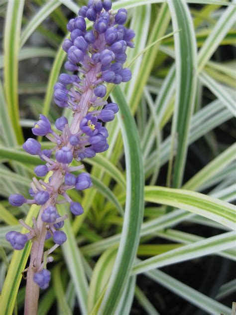 Variegated Lily Turf Liriope Muscari Silvery Sunproof Flickr