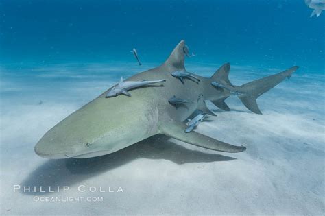 Lemon Shark Photo Northern Bahamas Natural History Photography Blog