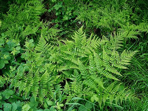 Plants can spread vegetatively from stout, chaffy rhizomes, and are capable of forming large clumps[. Lady-fern - Athyrium filix-femina | NatureSpot