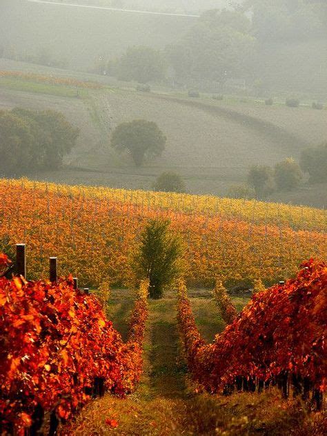 Autumn At Rosso Conero Winery ~ Central Part Of The Marche Region Of