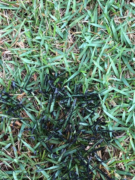 Slime Mold On Lawn Walter Reeves The Georgia Gardener