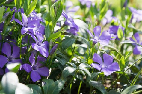 How To Grow And Care For Periwinkle Flowers A Step By Step Guide
