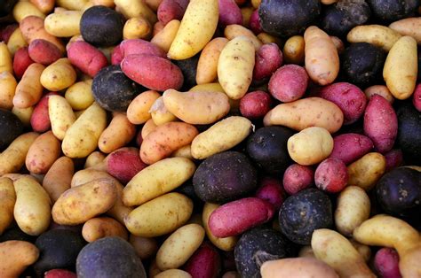 Diversity Of Potatoes In The Andes Purple Potatoes Red Potatoes Peru