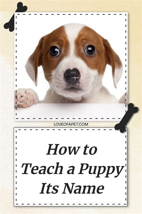 How To Teach A Puppy Its Name In 9 Easy Steps Love Of A Pet In 2021