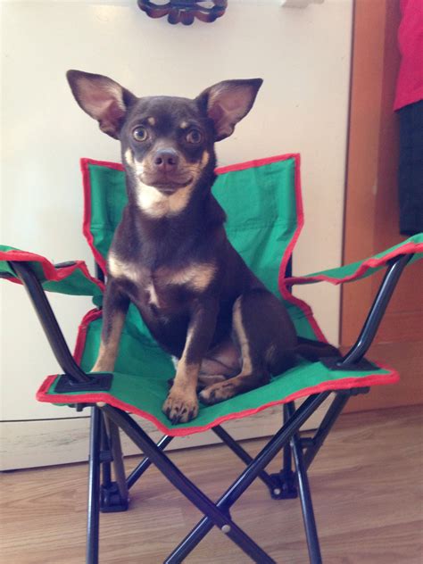 Roveconcepts.com is the best modern classic furniture company to find. Just chillin on my chair ! | Chihuahua, Cutest dog ever ...