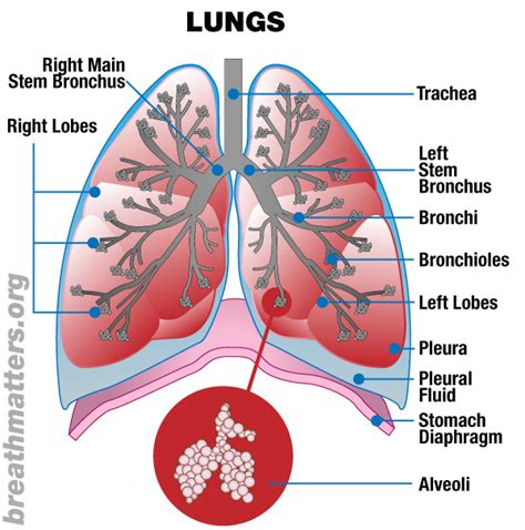Foods For Healthy Lungs Alabama Holistic Health