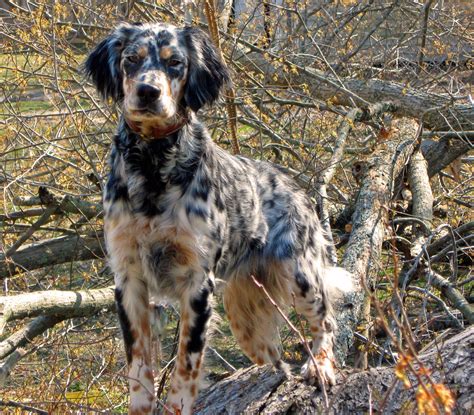 Sorry, there are no llewellyn setter puppies for sale at this time. Llewellin Setter - sooo pretty | English setter puppies