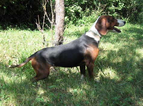 serbian hound dog breed standards