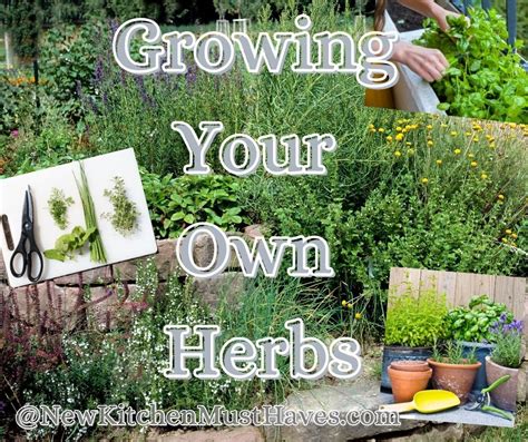 Growing Your Own Herbs New Kitchen Must Haves