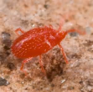 Red Ticks Balaustium Bugguidenet