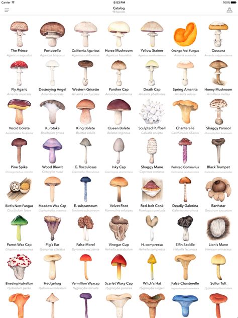 Discover Edible Wild Mushrooms And Mushroom Identification