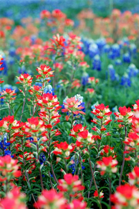 Texas Wildflowers Pretty Flowers Beautiful Flowers Plants
