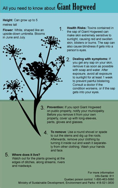 5 Things You Need To Know About Toxic Hogweed Cbc News Hogweed