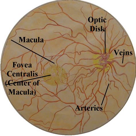 Eye Examination Wikidoc