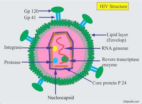 Chapter 29 Acquired Immune Deficiency Syndrome Aids Hiv Infection