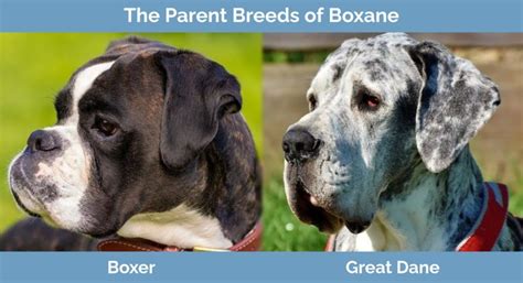 Boxane Boxer And Great Dane Mix Info Pictures Traits Hepper
