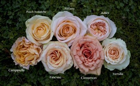 Pin By Kalomoira Theochari On Flower Power Peach Roses Rose