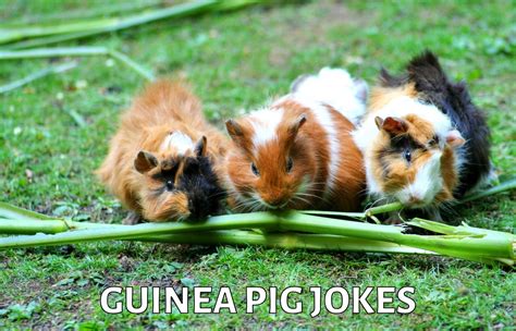 24 Guinea Pig Jokes And Funny Puns Jokojokes