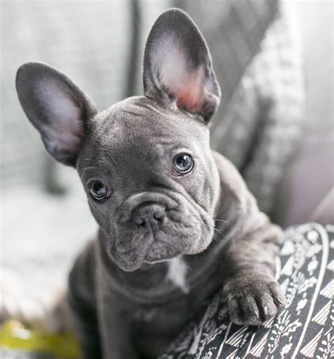 37 French Bulldog Colors Blue Picture Bleumoonproductions