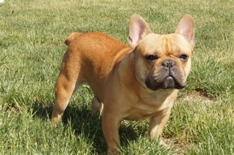 French bulldog · indianapolis, in. French Bulldog Puppies For Sale in Indiana & Chicago ...