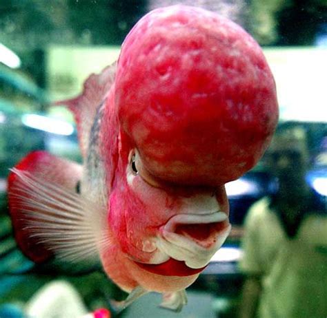 The Flowerhorn Cichlids His Afro Rocks Isnt It Beautiful Fish