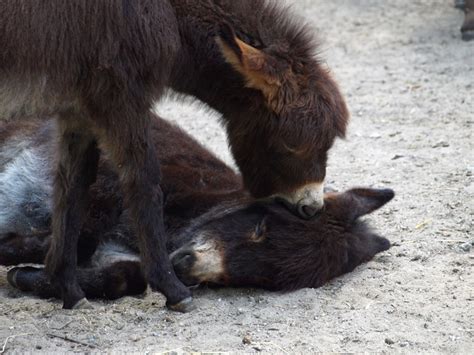 In 2014 a new safari park was built, and in 2015 the zoo opened a new pavilion illustrating the process of evolution. Vyhlášení fotografické soutěže - Novinky - Novinky - O zoo ...