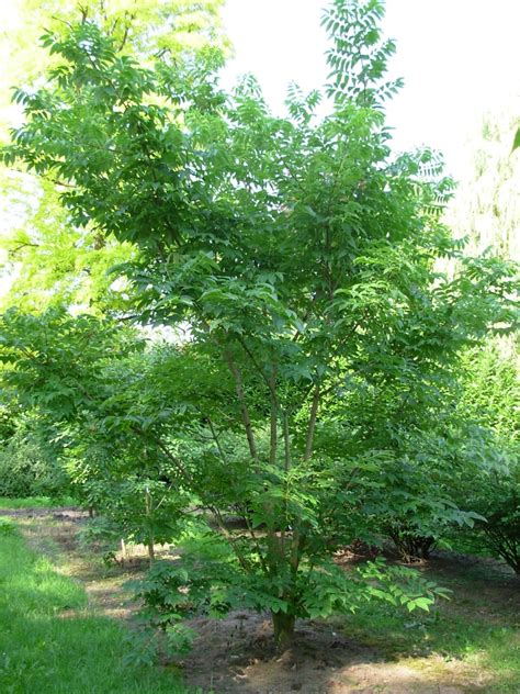 Phellodendron Amurense Amur Korkbaum Samtbaum Van Den Berk Baumschulen