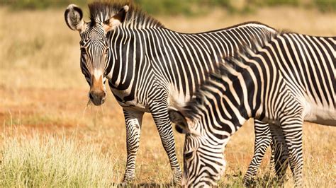 Amazing Photos Of Wonderful Animals Youll Find In Kenya