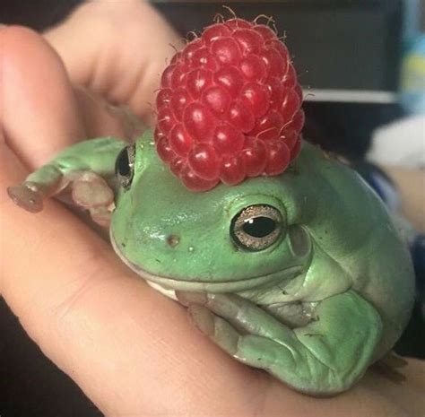 Create Meme Frog With Raspberry Frog Aesthetics Frog With A Berry On