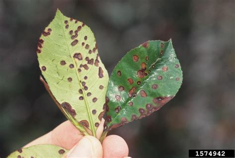 Fabraea leaf (fabraea sp.) the leaves, mostly circular in outline, are. Entomosporium leaf spot (Diplocarpon mespili ) on ...