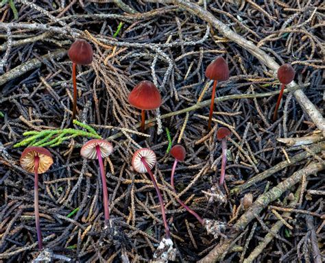 Pacifica California December 27 2018 Wild Mushrooming Field And
