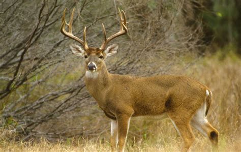 Whitetail Deer Paradise Trophy Ranch