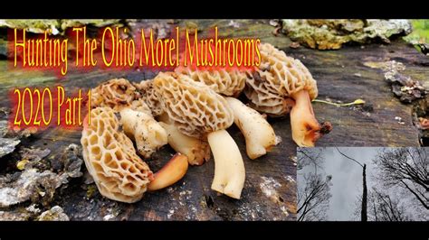 Hunting The Ohio Morel Mushrooms 2020 Part 1 Youtube